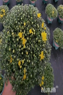 高度30厘米球菊