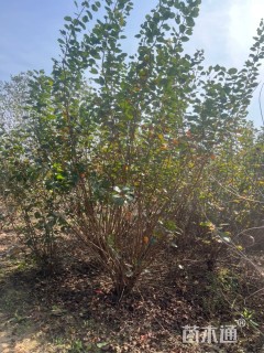 高度300厘米丛生黄栌