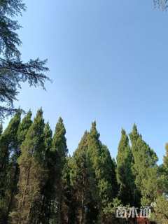 高度600厘米塔柏