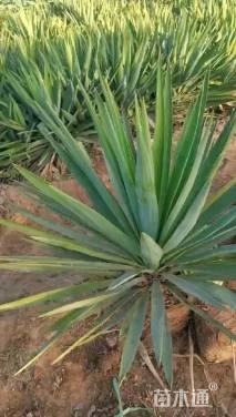 高度80厘米丝兰