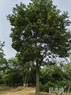 15公分朴树