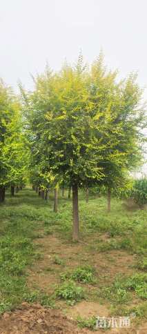 冠幅150厘米金叶榆球