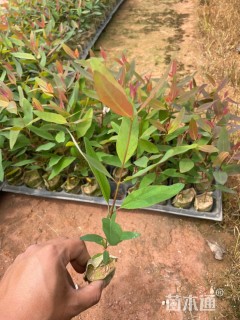 高度20厘米桉树小苗