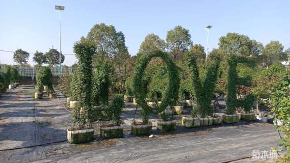 33公分造型月季