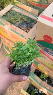 高度30厘米须苞石竹