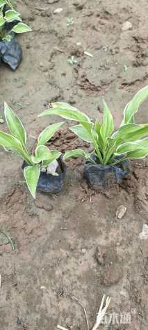 高度20厘米紫花玉簪