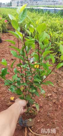 高度20厘米扶桑