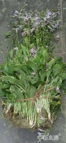 高度20厘米金边玉簪