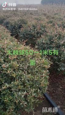 冠幅120厘米火棘球