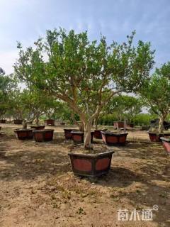 22公分造型石榴