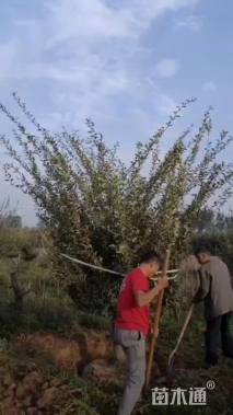 12公分垂丝海棠