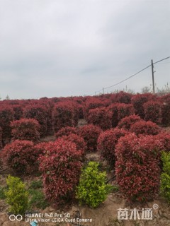 高度200厘米红叶石楠柱