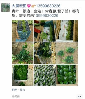 主蔓长30厘米常春藤