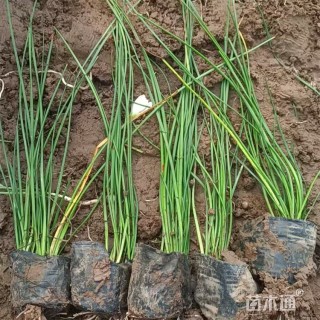 高度20厘米白花葱兰