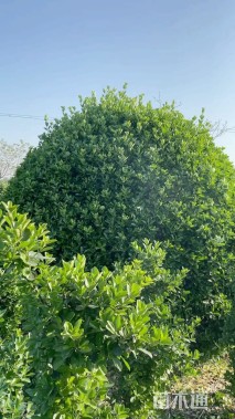 冠幅180厘米大叶黄杨球