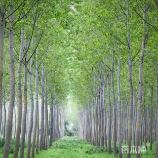 15公分新疆杨
