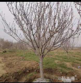 25公分樱花