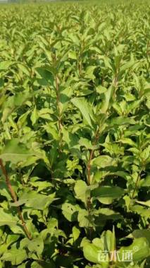 高度120厘米红王子锦带