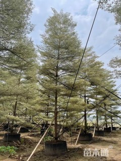 12公分锦叶榄仁