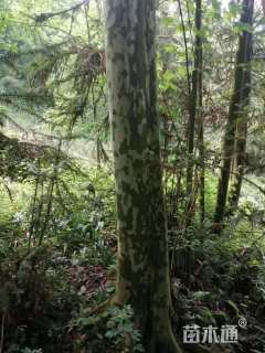 高度1200厘米马灵光