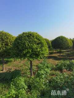 冠幅150厘米金叶榆球