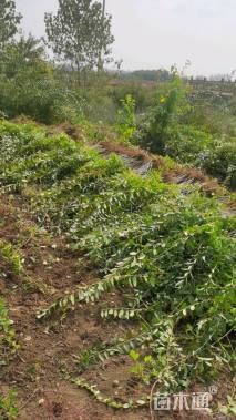 高度50厘米连翘