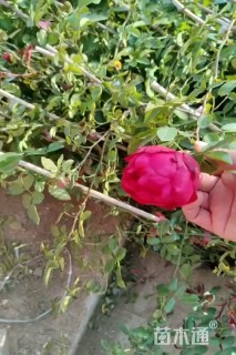 高度200厘米月季