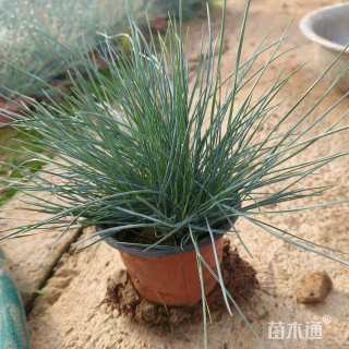容器苗蓝羊茅