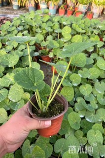 高度10厘米蜀葵