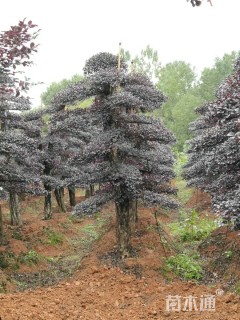 300厘米造型红花继木桩