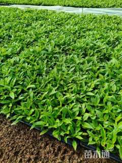 高度10厘米五星花