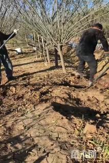 9公分梅花