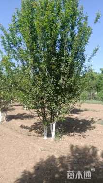 高度400厘米丛生西府海棠