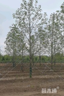 15公分鹅掌楸