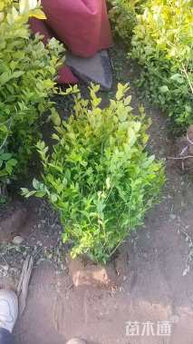 冠幅50厘米金叶女贞球