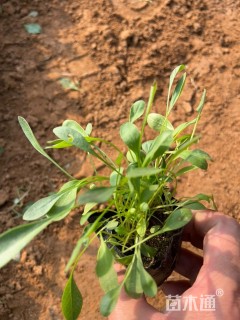 高度10厘米金鸡菊