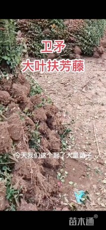 15厘米大叶扶芳藤