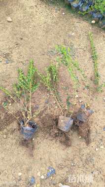 高度40厘米平枝栒子