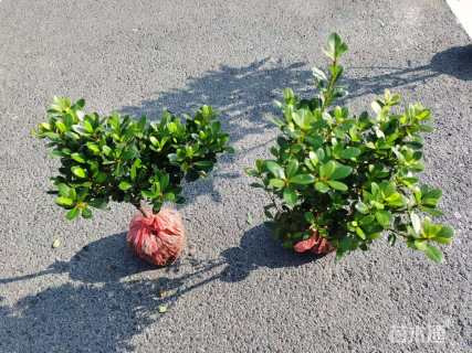 高度20厘米紫鹃