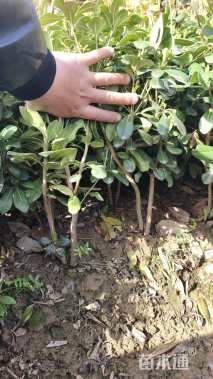 高度40厘米海桐