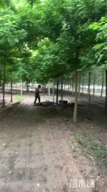 10公分绿叶复叶槭