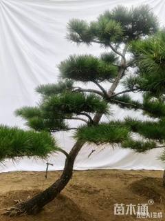 23公分造型黑松