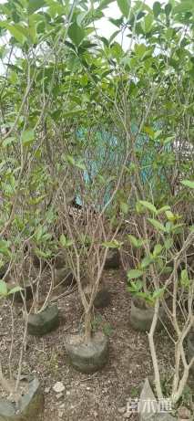 高度150厘米狗牙花