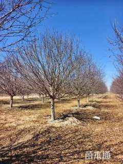 18公分亚当海棠