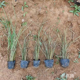 高度40厘米晨光芒