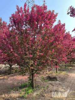 16公分绚丽海棠