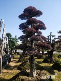 15公分造型红花继木桩
