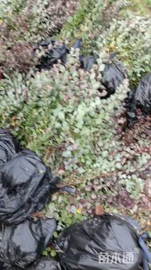 高度40厘米紫叶小檗