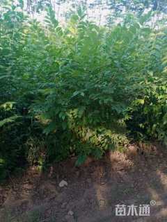 高度250厘米金银木