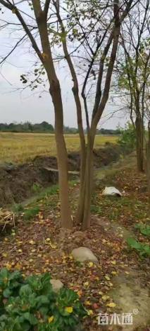 8公分(4杆)丛生乌桕